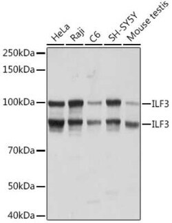 ILF3 Rabbit anti-Human, Mouse, Rat, Clone: 0S2N7, Novus Biologicals 100 &mu;g | Buy Online | Novus Biologicals | Fisher Scientific