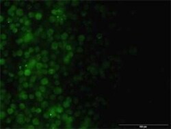 ILK Antibody (4F10), Novus Biologicals 0.1 mg | Buy Online | Novus Biologicals | Fisher Scientific