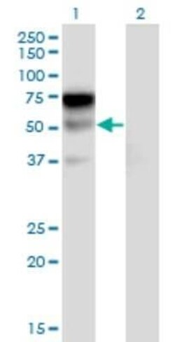 ILT1/CD85h/LILRA2 Antibody (3C7), Novus Biologicals 0.1 mg | Buy Online | Novus Biologicals | Fisher Scientific