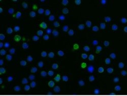 ILT5/CD85a/LILRB3 Rabbit anti-Mouse, Clone: 58, Novus Biologicals 50 &mu;g;