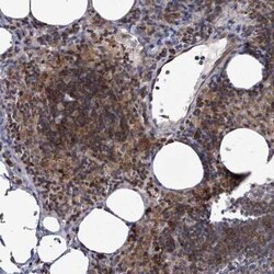ILT7/CD85g/LILRA4 Antibody, Novus Biologicals:Antibodies:Primary Antibodies