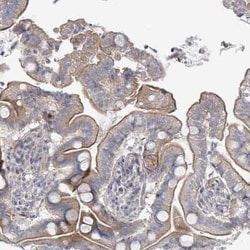 ILT7/CD85g/LILRA4 Antibody, Novus Biologicals:Antibodies:Primary Antibodies