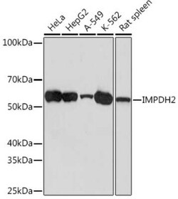 IMP Dehydrogenase 2/IMPDH2 Rabbit anti-Human, Mouse, Rat, Clone: 4X3S10,