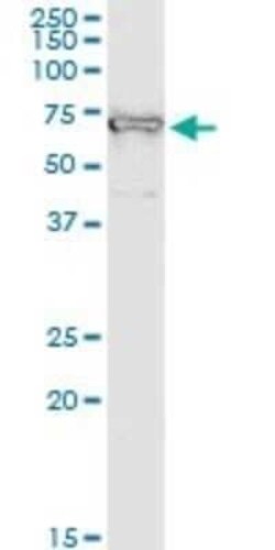 IMP2/IGF2BP2 Antibody (4C6), Novus Biologicals 0.1 mg | Buy Online | Novus Biologicals | Fisher Scientific