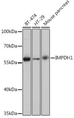 IMPDH1 Rabbit anti-Human, Mouse, Rat, Polyclonal, Novus Biologicals 20
