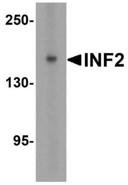 INF2 Antibody - BSA Free, Novus Biologicals 0.1 mg | Buy Online | Novus Biologicals | Fisher Scientific
