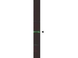 ING5 Goat anti-Human, Polyclonal, Novus Biologicals&trade;