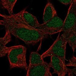 INO80B Antibody, Novus Biologicals:Antibodies:Primary Antibodies