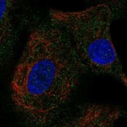 INSL4 Rabbit anti-Human, Polyclonal, Novus Biologicals 25 &mu;g | Buy Online | Novus Biologicals | Fisher Scientific