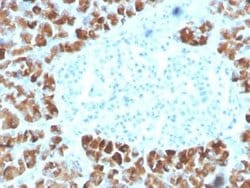 INSM2 Mouse anti-Human, Clone: INSM2/4291, Novus Biologicals:Antibodies:Primary