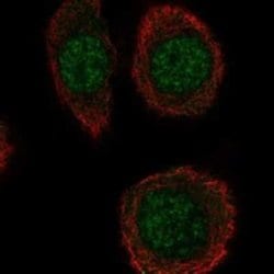 INTS5 Rabbit anti-Human, Polyclonal, Novus Biologicals:Antibodies:Primary