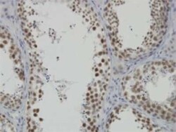 INTS6 Antibody (3D9), Novus Biologicals 0.1 mg | Buy Online | Novus Biologicals | Fisher Scientific