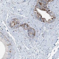 INTU Antibody, Novus Biologicals:Antibodies:Primary Antibodies