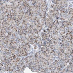 INTU Antibody, Novus Biologicals:Antibodies:Primary Antibodies
