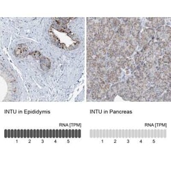 INTU Antibody, Novus Biologicals:Antibodies:Primary Antibodies