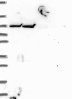 INTU Rabbit anti-Human, Polyclonal, Novus Biologicals:Antibodies:Primary