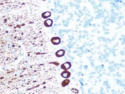 IP3R1 Rabbit anti-Mouse, Rat, Clone: 4Z1B6, Novus Biologicals:Antibodies:Primary