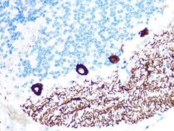 IP3R1 Rabbit anti-Mouse, Rat, Clone: 4Z1B6, Novus Biologicals:Antibodies:Primary