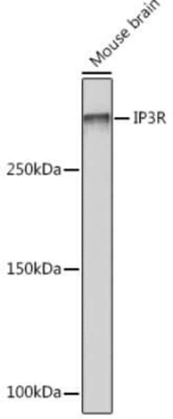 IP3R1 Rabbit anti-Mouse, Rat, Clone: 4Z1B6, Novus Biologicals:Antibodies:Primary
