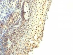 IPO-38 Antibody (IPO-38), Novus Biologicals:Antibodies:Primary Antibodies