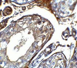 IQCF2 Antibody - BSA Free, Novus Biologicals 0.1 mg | Buy Online | Novus Biologicals | Fisher Scientific