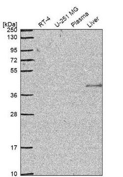 IQCG Antibody, Novus Biologicals 100 &mu;g; Unconjugated:Antibodies, Polyclonal