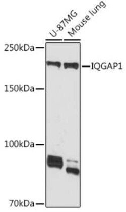 IQGAP1 Rabbit anti-Human, Mouse, Clone: 7I6X1, Novus Biologicals 100 &mu;g | Buy Online | Novus Biologicals | Fisher Scientific
