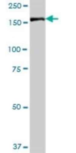 IQGAP3 Antibody, Novus Biologicals 0.05 mg | Buy Online | Novus Biologicals | Fisher Scientific