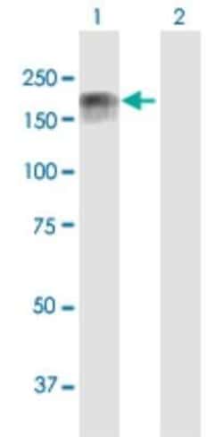 IQGAP3 Antibody, Novus Biologicals 0.05 mg | Buy Online | Novus Biologicals | Fisher Scientific