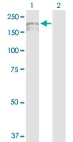 IQGAP3 Antibody, Novus Biologicals 0.1 mg | Buy Online | Novus Biologicals | Fisher Scientific