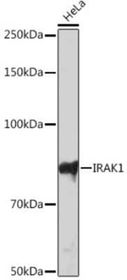 IRAK1 Rabbit anti-Human, Clone: 1H5U0, Novus Biologicals 20 &mu;g; Unconjugated:Antibodies,