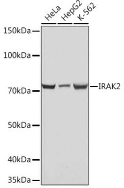 IRAK2 Rabbit anti-Human, Rat, Clone: 10G3F8, Novus Biologicals 100 &mu;g;