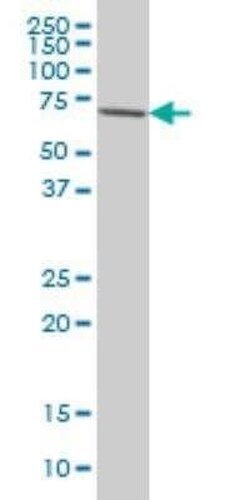 IRAK3 Antibody (1F6), Novus Biologicals 0.1 mg | Buy Online | Novus Biologicals | Fisher Scientific