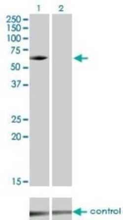 IRAK3 Antibody (1F6), Novus Biologicals 0.1 mg | Buy Online | Novus Biologicals | Fisher Scientific