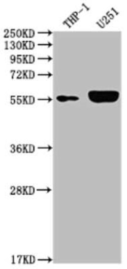 IRAK4 Antibody (10H4), Novus Biologicals 100 &mu;g | Buy Online | Novus Biologicals | Fisher Scientific