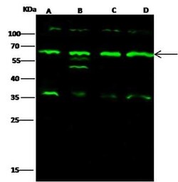 IRAK4 Antibody, Novus Biologicals 50 &mu;g; Unconjugated:Antibodies, Polyclonal