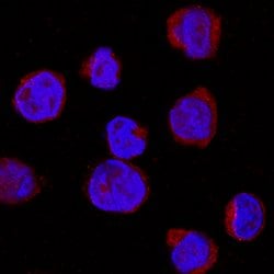 Human IRAK4 Antibody, R D Systems 100 ug; Unconjugated:Antibodies, Monoclonal