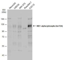 IRE1 alpha, p Ser724 Antibody, Novus Biologicals 100 &mu;g | Buy Online | Novus Biologicals | Fisher Scientific