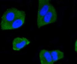 IRF1 Antibody (SR44-08), Novus Biologicals 100&mu;L:Antibodies, Monoclonal