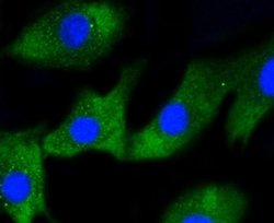 IRF1 Antibody (SR44-08), Novus Biologicals 100&mu;L:Antibodies, Monoclonal