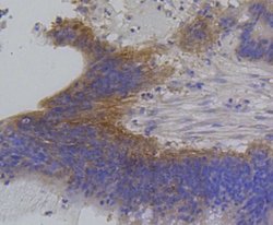 IRF1 Antibody (SR44-08), Novus Biologicals 100&mu;L:Antibodies, Monoclonal