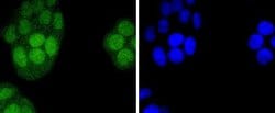 IRF2 Antibody (JJ088-0), Novus Biologicals 100&mu;L:Antibodies, Monoclonal