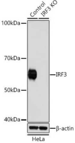 IRF3 Rabbit anti-Human, Mouse, Clone: 8D3Y4, Novus Biologicals 20 &mu;g;