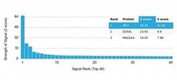 IRF3 Mouse anti-Human, Clone: PCRP-IRF3-3B2, Novus Biologicals 20 &mu;g;