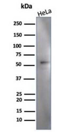 IRF3 Mouse anti-Human, Clone: PCRP-IRF3-3B2, Novus Biologicals 20 &mu;g;