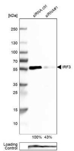 IRF3 Antibody, Novus Biologicals:Antibodies:Primary Antibodies