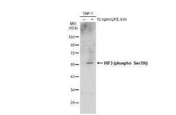 IRF3, p Ser396 Antibody, Novus Biologicals 100 &mu;g; Unconjugated:Antibodies,