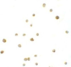 IRF4 Antibody - BSA Free, Novus Biologicals 0.1 mg; Unconjugated:Antibodies,