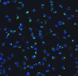 IRF7 Antibody - BSA Free, Novus Biologicals 0.1 mg; Unconjugated:Antibodies,