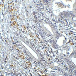 IRF7 Antibody - BSA Free, Novus Biologicals 0.1 mg; Unconjugated:Antibodies,